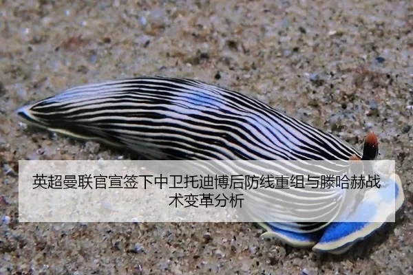 ying-chao-man-lian-guan-xuan-qian-xia-zhong-wei-tuo-di-bo-hou-fang-xian-chong-zu-yu-teng-ha-he-zhan-shu-bian-ge-fen-xi-3-119.jpg